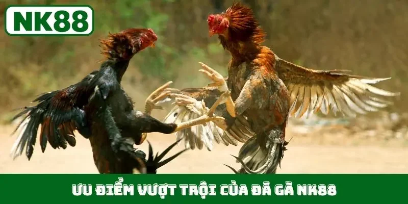 Ưu điểm vượt trội của đá gà NK88